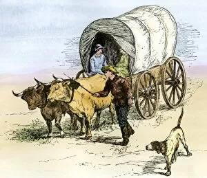 Oxen Collection: Covered wagon on the prairie