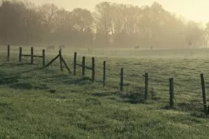 Fence Gallery: Cow pasture, Alabama