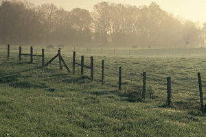 Scenery Gallery: Cow pasture, Alabama