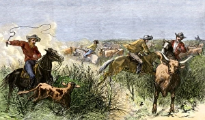 Cowboys cutting out cattle to drive a herd from Texas to Kansas