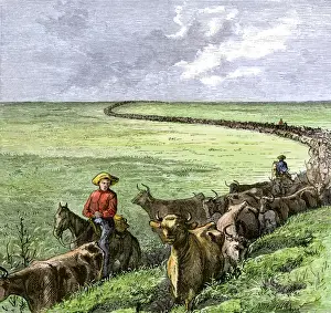 Cowboys driving a cattle herd from Texas to Kansas on the Chilsholm Trail 1870s