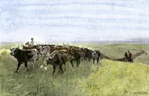 Beef Cow Prints: Cowboys driving a longhorn herd on the great cattle trail 1800s Hand-colored