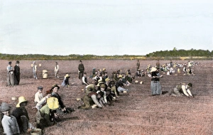 Pick Prints: Cranberry bog pickers at work on Cape Cod