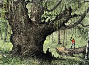 Logging Gallery: Cutting a tree in South Carolina