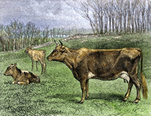 Calf Gallery: Dairy herd