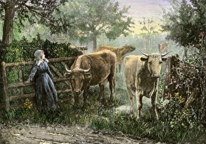 Daughter bringing the cattle home