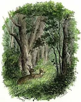 Deer Gallery: Deer in a forest glade