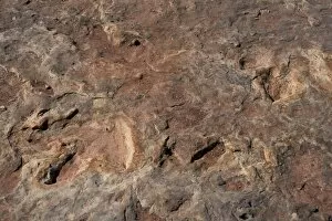 Paleontology Collection: Dinosaur footprints