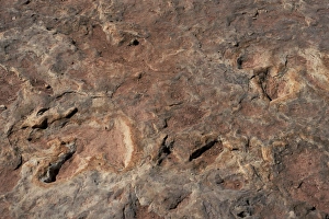 Extinct Animal Gallery: Dinosaur footprints