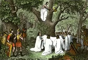 Pagan Gallery: Druids cutting mistletoe