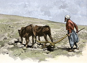 Arid Prints: Druse farmer plowing with a team of oxen