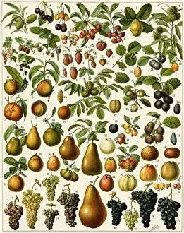 Natural History Collection: Edible fruit