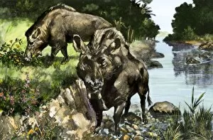 Pre Historic Gallery: Elothere, an extinct hog of North America