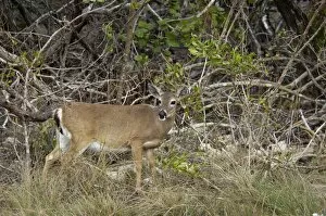 Native Animal Gallery: Endangered key deer doe, Florida