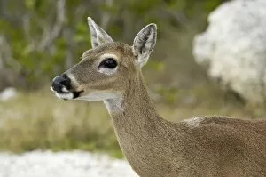 Key Deer Collection: Endangered key deer, Florida