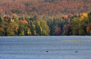 Wild Life Gallery: Fall colors in New Hampshire