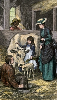 Calf Gallery: Family farm cow with her new calf, 1800s