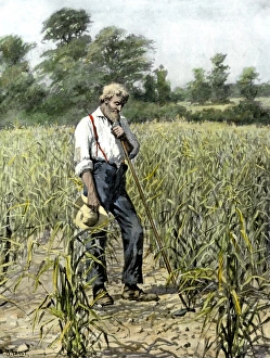 Nebraska Prints: Farmer in his cornfield praying for rain