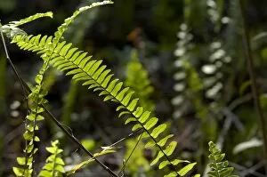 Landscape Gallery: Ferns in the Florida Everglades