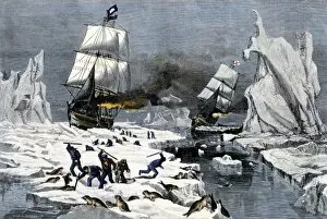 Fur seal hunt in the Arctic, 1800s