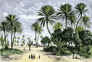 Palm Tree Gallery: GAFR2A-00018