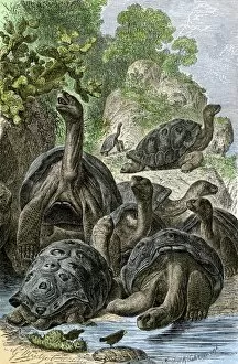 Drawing Gallery: Galapagos tortoises