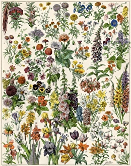 Garden flowers, including gladiola