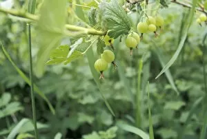 Gooseberries in a homestead garden, Wisconsin