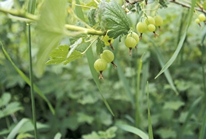 Midwestern Gallery: Gooseberries in a homestead garden, Wisconsin