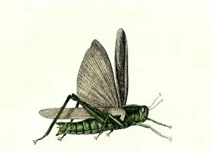 Grasshopper, an agricultural pest of the US plains