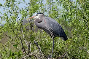 Swamp Gallery: Great blue heron in the Florida Everglades