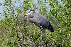 Swamp Gallery: Great blue heron in the Florida Everglades