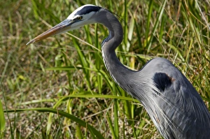 Animals:wildlife Prints: Great blue heron in the Florida Everglades