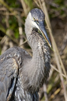 Animals:wildlife Prints: Great blue heron in the Florida Everglades