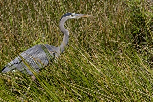 Animals:wildlife Prints: Great blue heron in the Florida Everglades