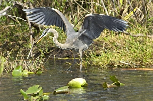 Great blue heron in the Florida Everglades