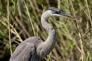 Animals:wildlife Prints: Great blue heron in the Florida Everglades