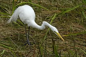 Wading Gallery: Great egret in the Florida Everglades