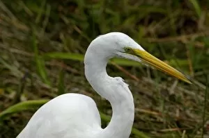 Animals:wildlife Gallery: Great egret in the Florida Everglades