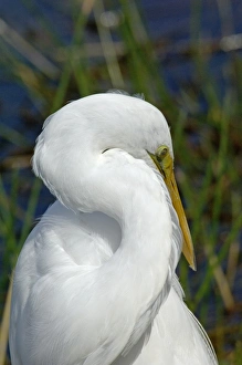 Animals:wildlife Gallery: Great egret in the Florida Everglades