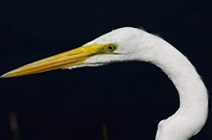 Animals:wildlife Gallery: Great egret in the Florida Everglades