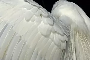 Great egrets wing in the Florida Everglades