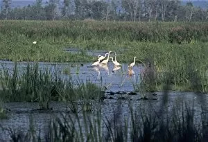 Great egrets in a Wisconsin wetland