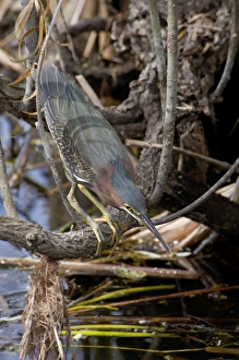 Animals:wildlife Prints: Green heron in the Florida Everglades