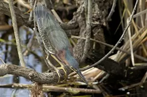 Wet Land Gallery: Green heron in the Florida Everglades