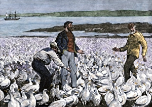 Latin America Gallery: Guano island off the coast of Peru, 1880s