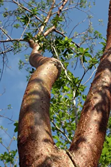Scenery Gallery: Gumbo limbo in the Florida Everglades