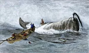 Atlantic Ocean Gallery: Harpooning a whale, 1800s