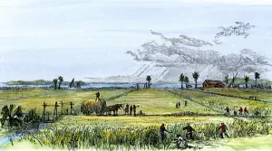 African American Prints: Harvesting a Carolina rice-field