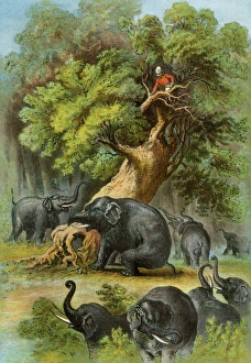 Republic Of The Congo Gallery: Henry Stanley in Africa